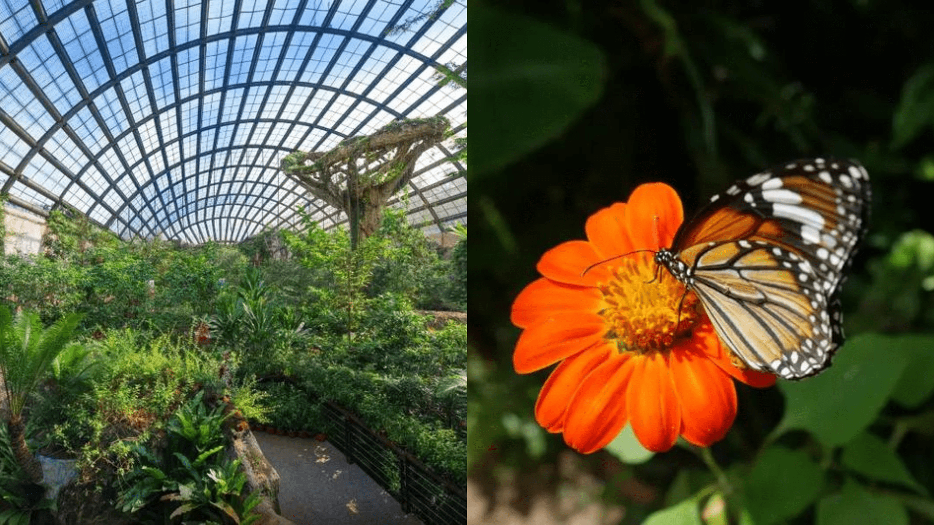 things to do in penang Entopia by Penang Butterfly Farm