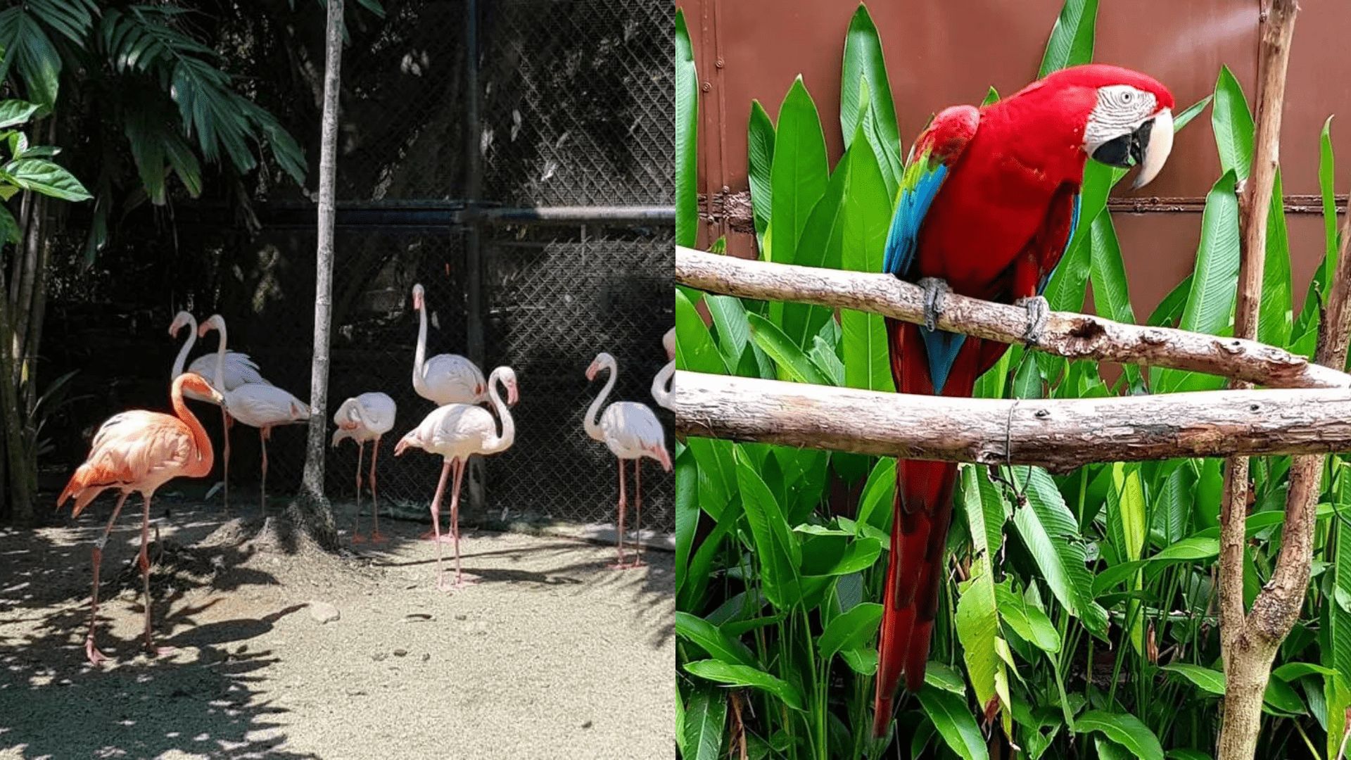 things to do in penang Penang Bird Park