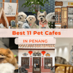 Best 11 Pet Cafes in Penang 2024