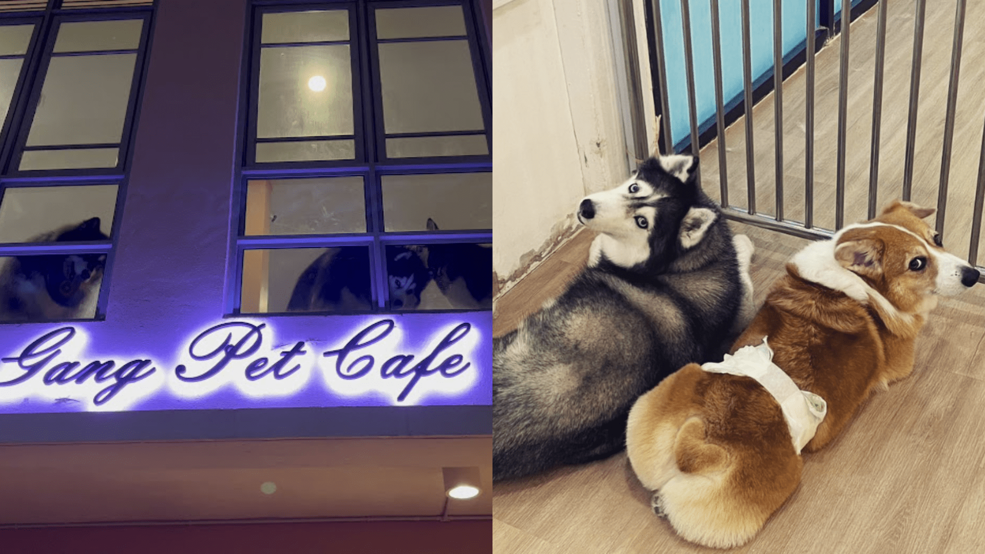 Corgi and the gang Pet Cafe