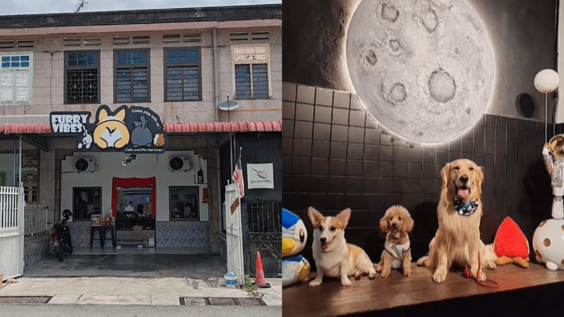 Furry Vibes Pet Cafe