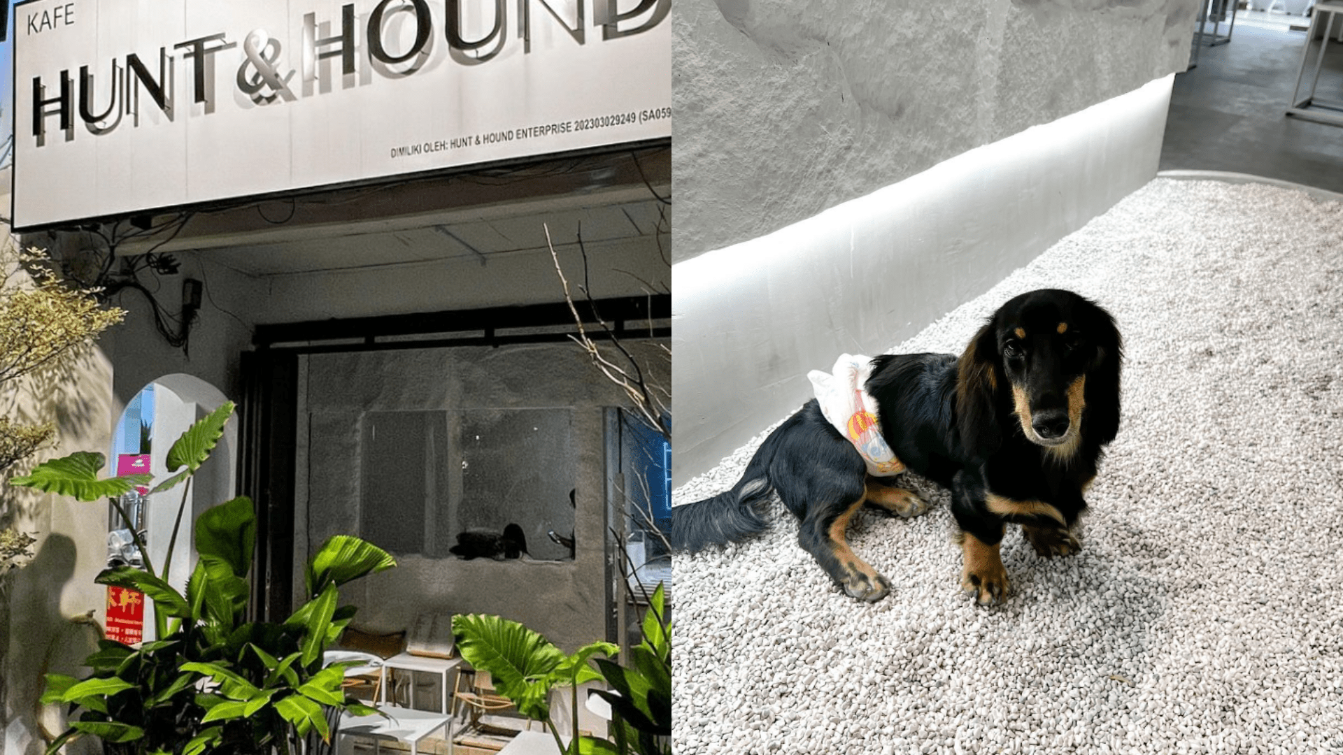 Hunt and Hound Pet Cafe