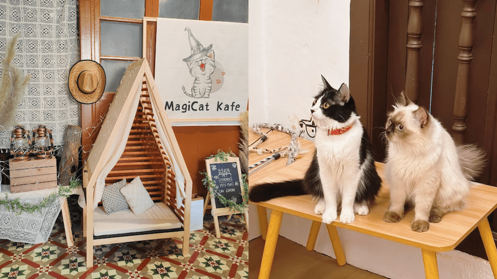 Magicat Pet Cafe